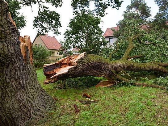 Tree Work
